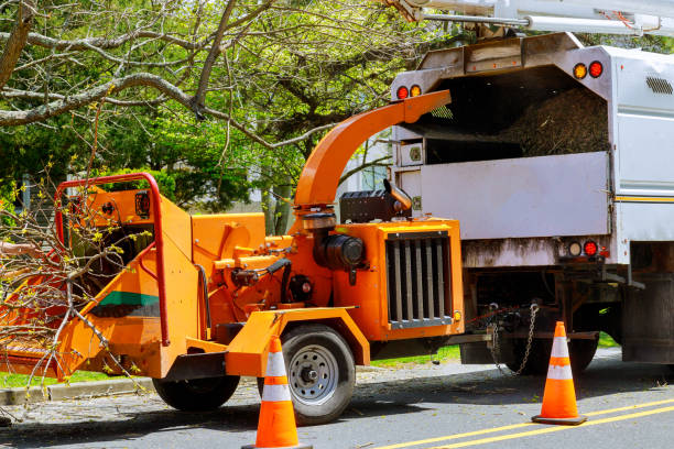 How Our Tree Care Process Works  in Williamsport, PA